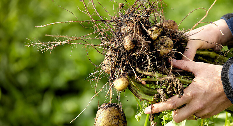 Kartoffelplante_i_haender