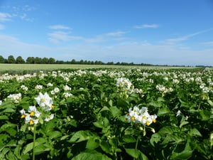 shutterstock_441658852