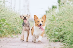 running dog_petfood-unsplash-1