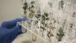 NGT_laboratorie forsøg